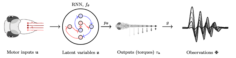 Framework of biological model of zebrafish movement
